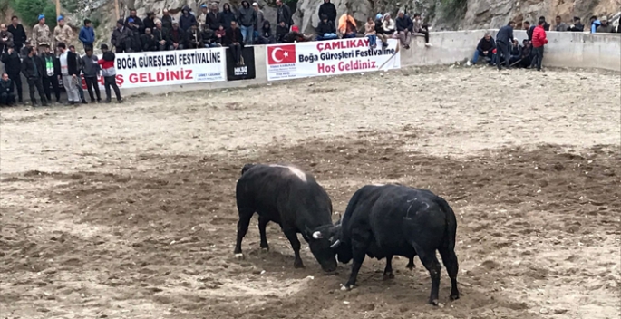 Boğa güreşleri nefes kesti