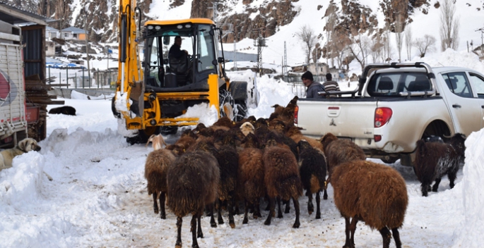 Ekipler mahsur kalan sürü için seferber oldu