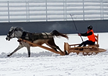 Erzurum’da Atlı Kızak yarışları nefes kesti