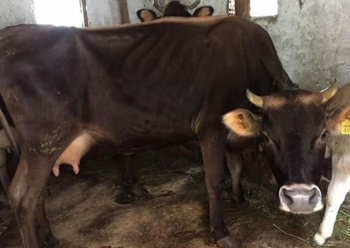 İneklere yem vermek isterken canından oldu