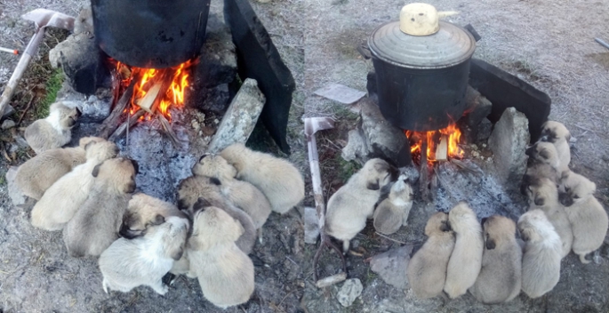 Yavru köpekler ocak ateşinde ısındılar